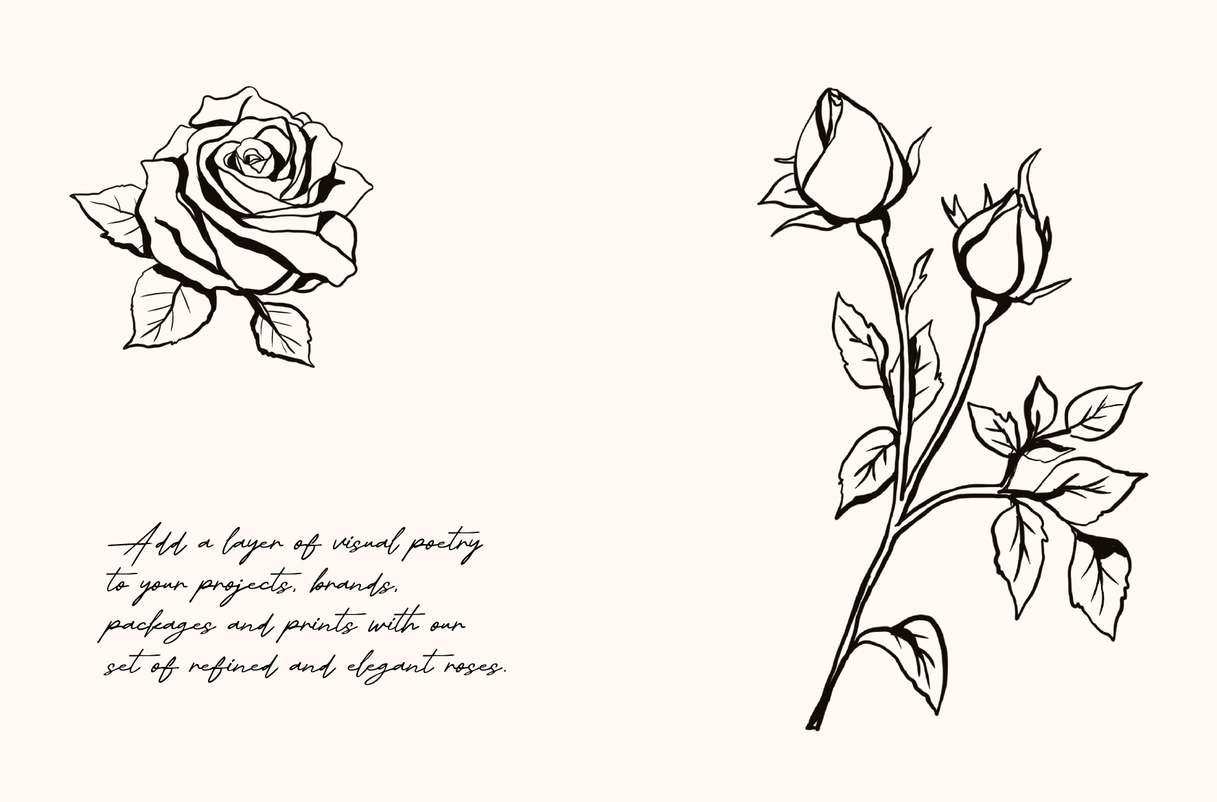 Wedding Roses — sketch 05