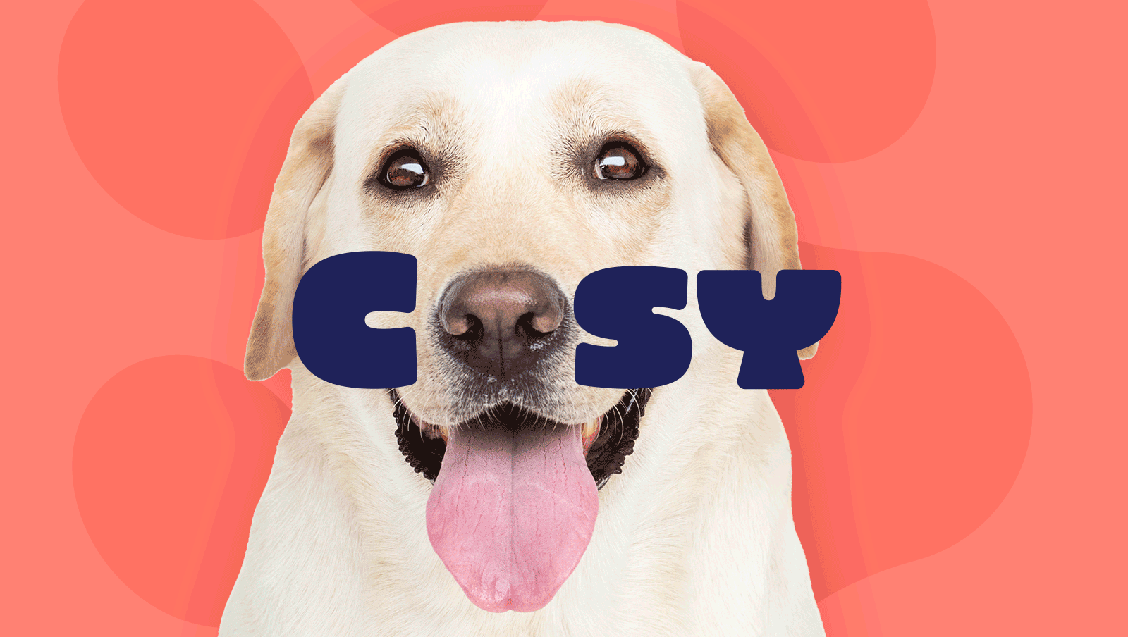 Cosy — pet shop visual identity 07 (animation)